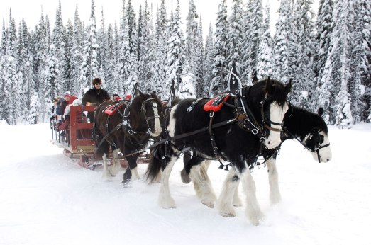 horse-sleigh-rides